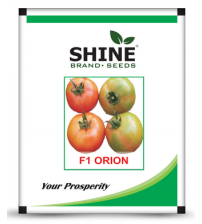 Tomato Orion